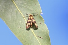Amata trigonophora