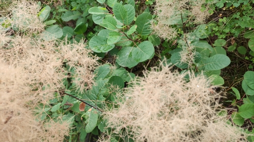 Cotinus coggygria