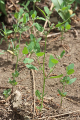 Chenopodium atrovirens