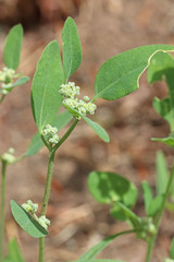 Chenopodium atrovirens