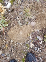 Thomomys talpoides