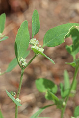 Chenopodium atrovirens
