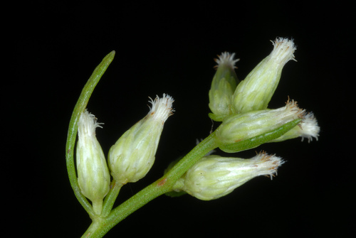 saltwater false willow (Baccharis angustifolia)