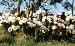 Trichocereus schickendantzii