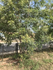 Leucaena leucocephala