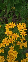 Zaluzania montagnifolia