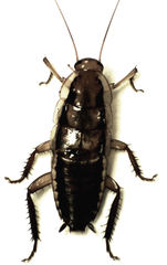 Drymaplaneta heydeniana