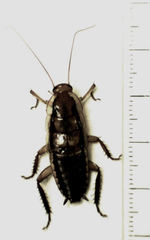 Drymaplaneta heydeniana