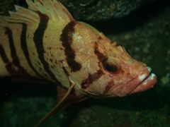 Sebastes nigrocinctus