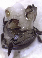 Drymaplaneta heydeniana