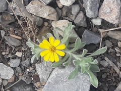 Thymophylla micropoides