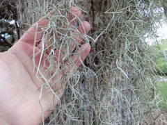 Tillandsia usneoides