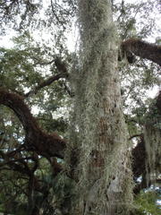 Tillandsia usneoides