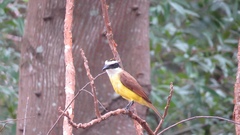 Pitangus sulphuratus