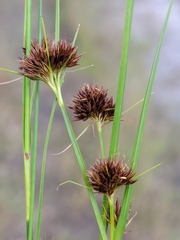 Rhynchospora microcephala