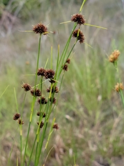 Rhynchospora microcephala