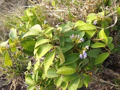 Vitex