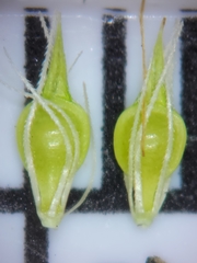 Rhynchospora microcephala