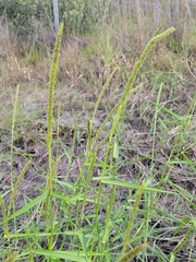 Hymenachne amplexicaulis