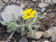 Thymophylla micropoides