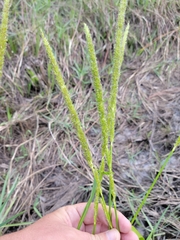 Hymenachne amplexicaulis