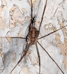 Opilio parietinus