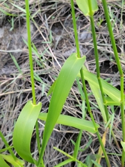 Hymenachne amplexicaulis