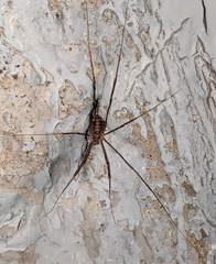 Opilio parietinus