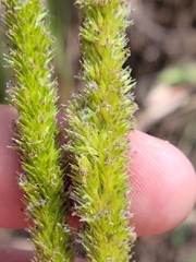 Hymenachne amplexicaulis