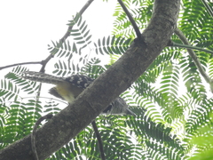 Hypoedaleus guttatus