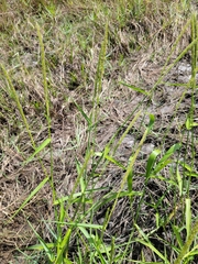 Hymenachne amplexicaulis