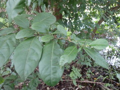 Dalbergia ecastaphyllum