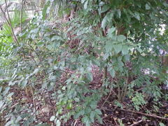 Dalbergia ecastaphyllum