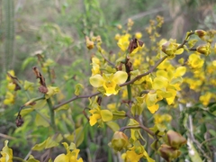 Cyrtopodium flavum