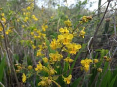 Cyrtopodium flavum