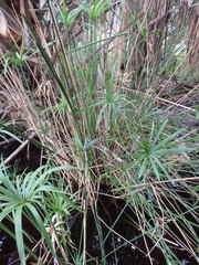 Cyperus alternifolius flabelliformis