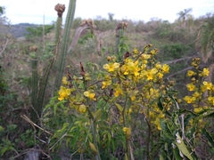 Cyrtopodium flavum