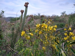 Cyrtopodium flavum
