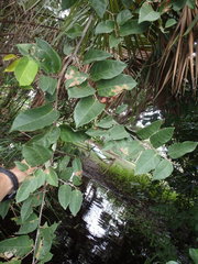 Dalbergia ecastaphyllum