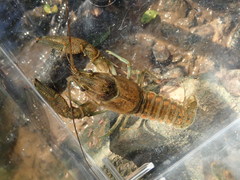 Faxonius margorectus