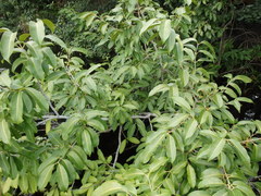 Syzygium cumini