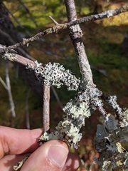 Hypogymnia incurvoides