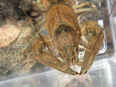 Faxonius margorectus