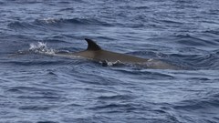 Tasmacetus shepherdi