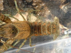 Faxonius margorectus