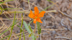 Kallstroemia grandiflora