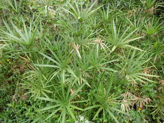 Cyperus alternifolius flabelliformis