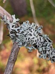 Hypogymnia incurvoides