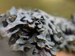 Hypogymnia incurvoides
