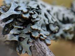 Hypogymnia incurvoides